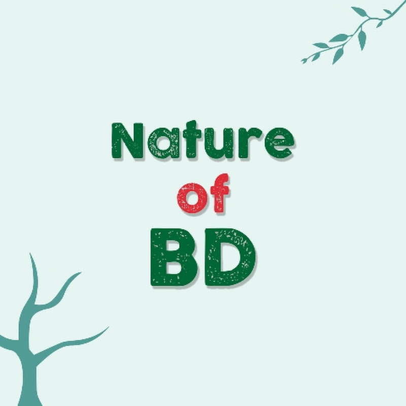 Nature of bd