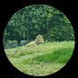 NatureNest TV