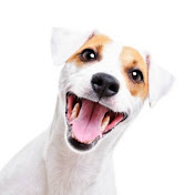 Tik Tok Funny Animals