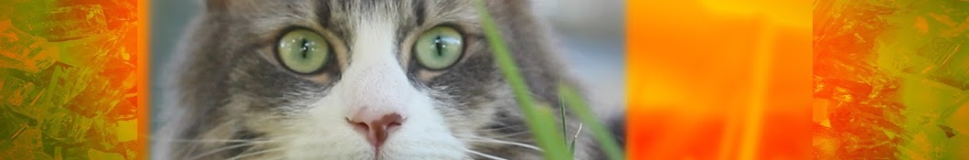 Hiker Cat رمز قناة اليوتيوب