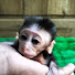 RdadJ4JvtOQ-channel-avatar-Jayamo monkey