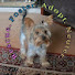 gIyDIeajdHs-channel-avatar-WillClancyWildlife