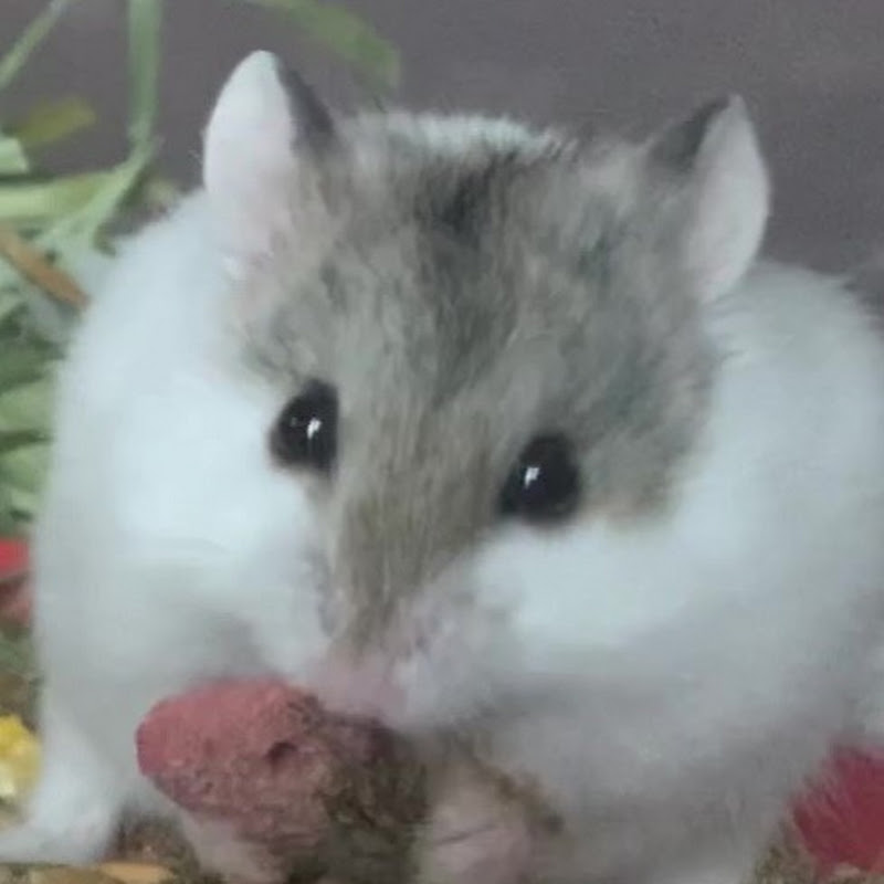 Hamster Life_English Learning