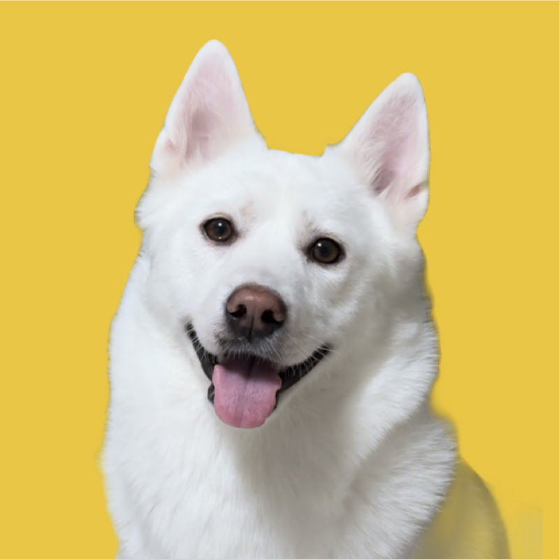 시골강아지 도담이