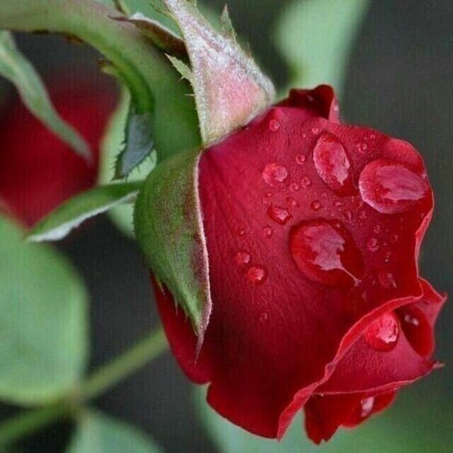 Плачущая роза