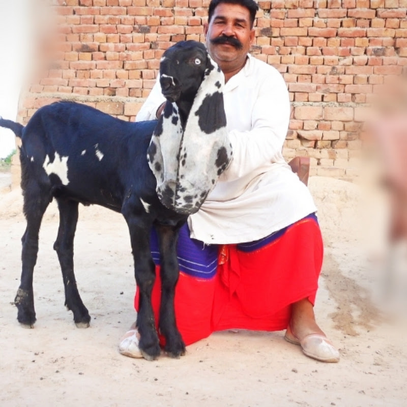 Ashraf Gujjar Goat Farm