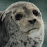GczHShlJYyI-channel-avatar-Sealz