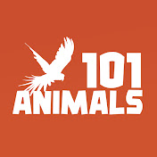 Animals101