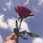 @LunaAl_ahmar