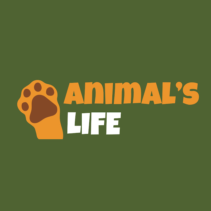 Animal's Life