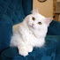 BkPsX4TgJ1g-channel-avatar-CatVantage Story