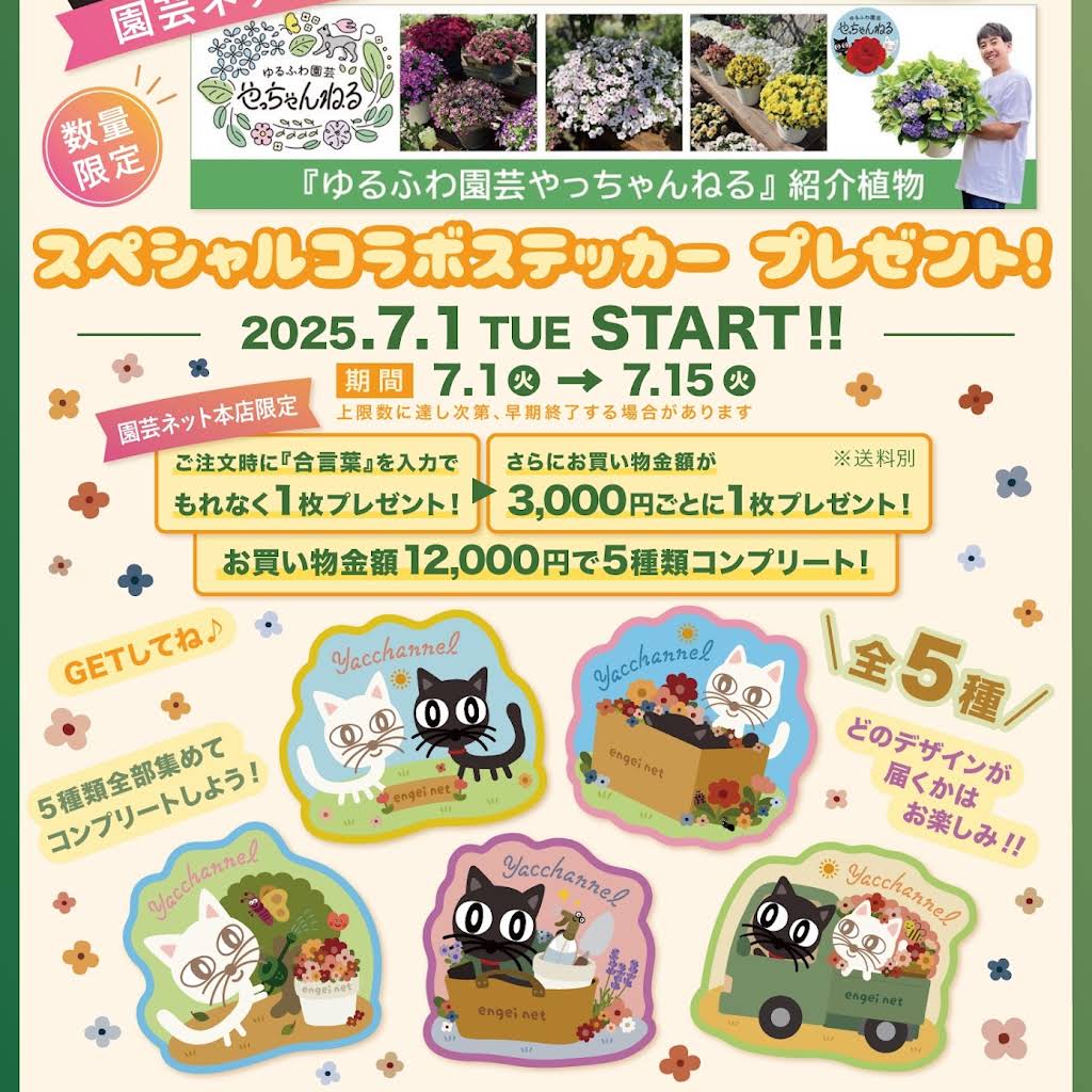 ■『ぽみんさん専用』ゆるふわ園芸やっちゃんねる □『ぽみんさん専用』ゆるふわ園芸やっちゃんねる □『ぽみん