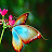 butterflyinnerg