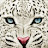 @LeoKim-f3q