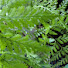 _sk7yxkkndo-channel-avatar-Harmony Leaf Homestead