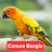 @Conurebangla