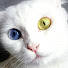 Mksvhob_5cA-channel-avatar-City Cat TV