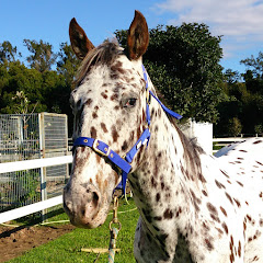 Tops_spot_horseうまch Avatar