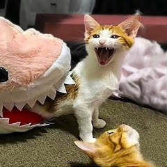 Life with Pets