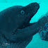 TqYOGbRA6Qk-channel-avatar-Eeel