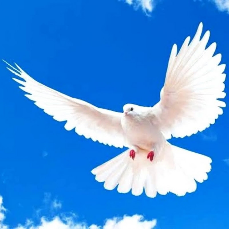 Top Pigeon Bangladesh 