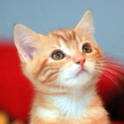 子猫ちゃん比較