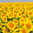 @SUNflower-22-s5v