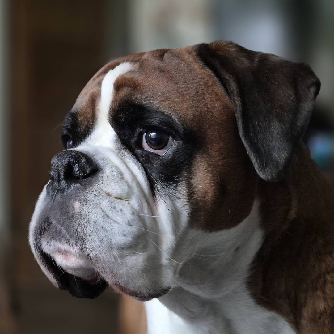 Post from BoxerRex