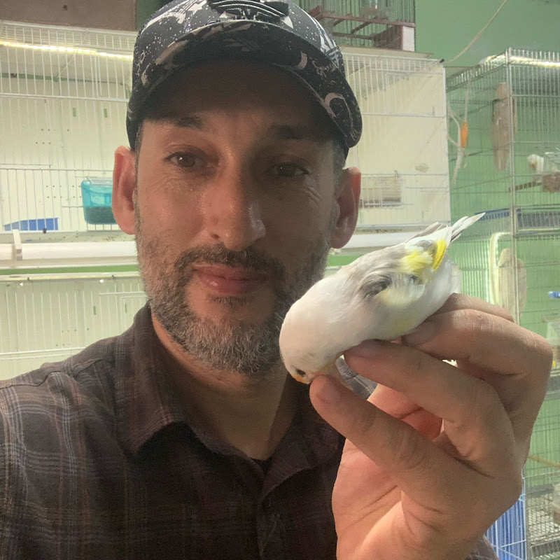 اسرار الطيور secrets des oiseaux