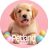 90B-Vvj46k0-channel-avatar-Petland Miami