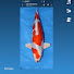 JKBy--aPuag-channel-avatar-Enjoy your Koi 