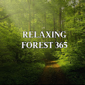 Relaxing Forest 365