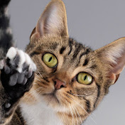 the world of cats 2478