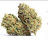 @Cannabis42066