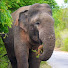 CQy7ZMswNqY-channel-avatar-Road of the elephant