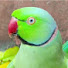tUT-XrzxIDQ-channel-avatar-Parrotverse 