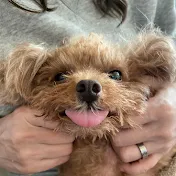 凸凹トイプードルのディノとジュリ / WAN BASE