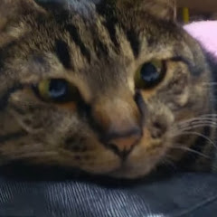 猫の楽園チャンネル Stray cat paradise