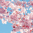oZ7nZi7Bx2E-channel-avatar-cherriest blossom