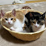 vth-q2jI_Us-channel-avatar-猫島おこげ はっさく