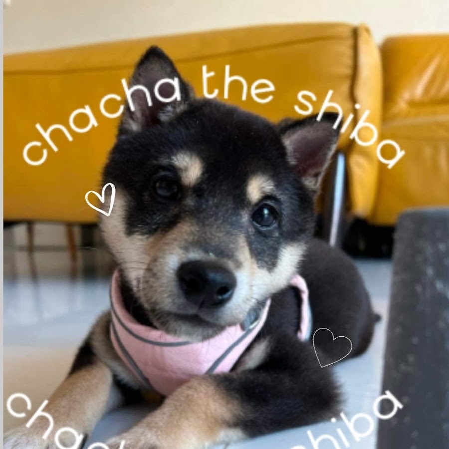 ChaCha The Shiba