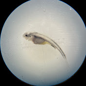 Sturgeon Artificial Reproduction 