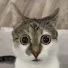 onkHrmJw26k-channel-avatar-HeinzBug