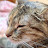 @cookiethecatto's avatar