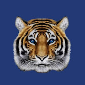 Tiger Financial News Network
