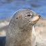 t6xvi78SCgQ-channel-avatar-Animal Analytics