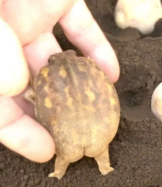 9Mk8WQf6iTf1LX9N0mzZnCnkQ3SDhg2iJuTF7LRHU6uhfJbpGW4Awg9ZNyl4rQmZc-1C29y2Uk7-=s640-rw-nd-v1