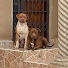 MMkEswii9eU-channel-avatar-Simba and Brownie 🐶🐾