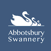 Abbotsbury Swannery