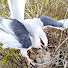 ybChLiUIsBA-channel-avatar-Border Birds